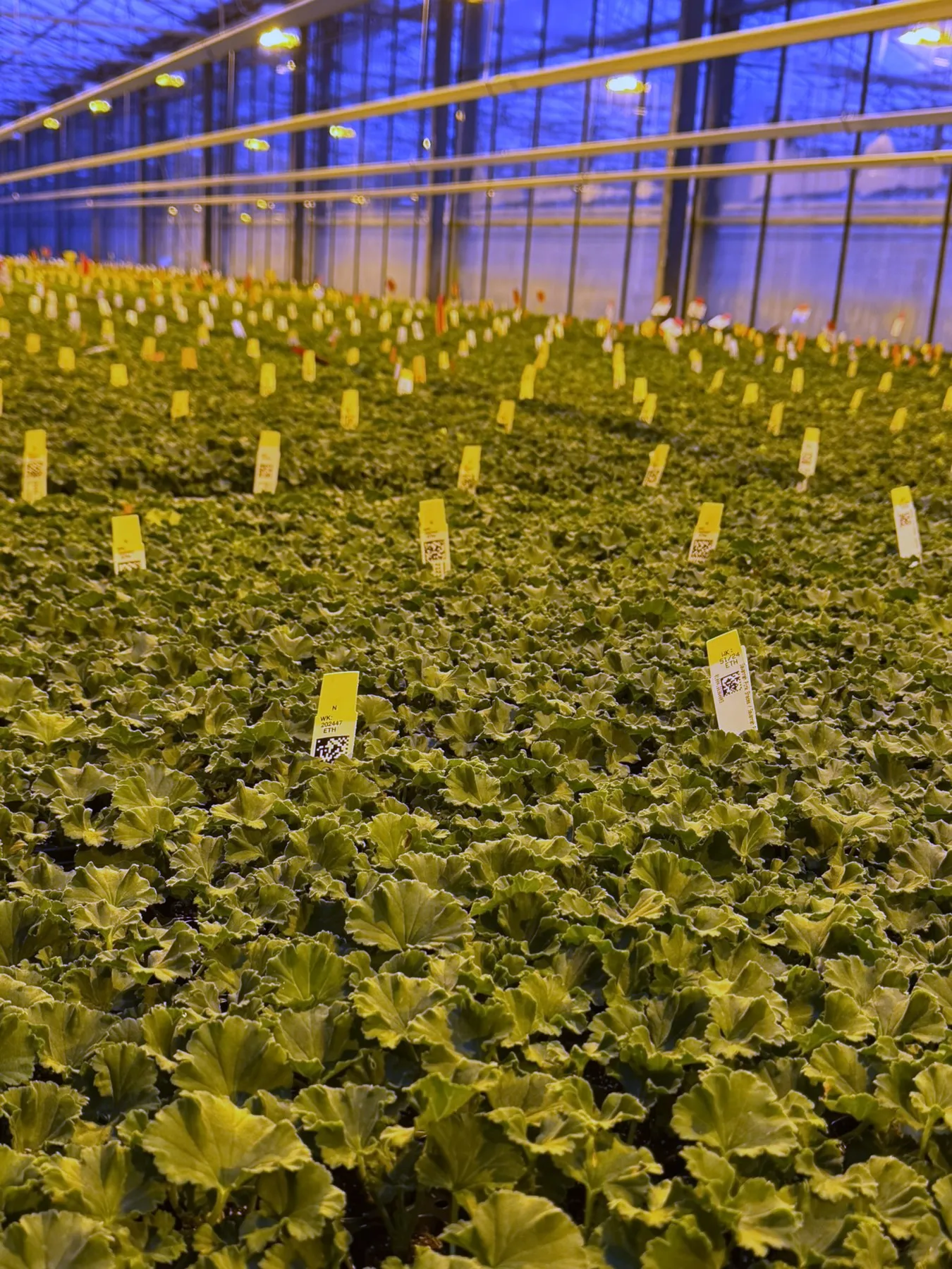 Pelargonien-Jungpflanzen in Kultur unter Assimilationsbelichtung, mit Produktionswochen-Etiketten