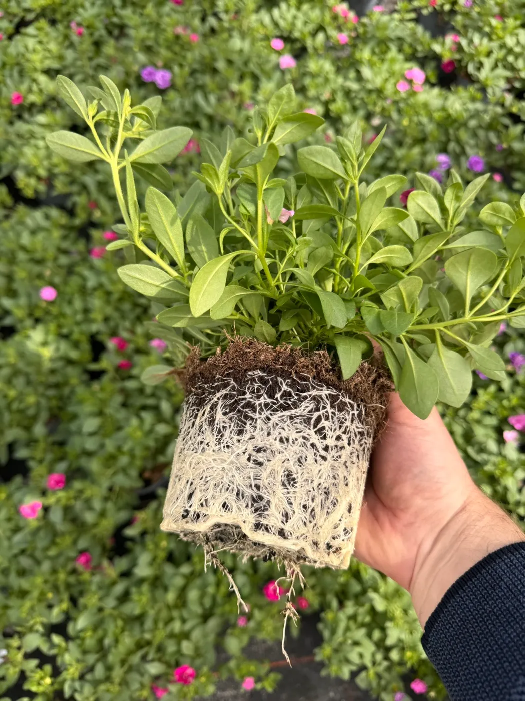 Calibrachoa-Jungpflanze mit dichtem Wurzelballen aus 45% Torfersatz-Substrat